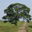 free trees screensaver icon